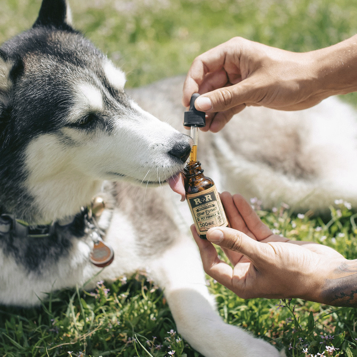 Hund-bekommt-CBD-Öl-auf-die-Zunge-getröpfelt