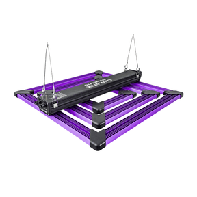 Eine Lumatek LED-Pflanzenleuchte, Modell ATS300W Pro, mit einem violetten Rahmen und schwarzen Akzenten. Die Leuchte ist an Drahtaufhängungen befestigt und verfügt über mehrere Lichtleisten, die für eine gleichmäßige Lichtverteilung sorgen.