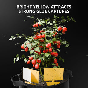 Spider Farmer Ernte Starterset 9-in-1